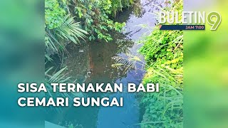 Ladang Babi Di Pulau Pinang Cemari Sungai Kulim