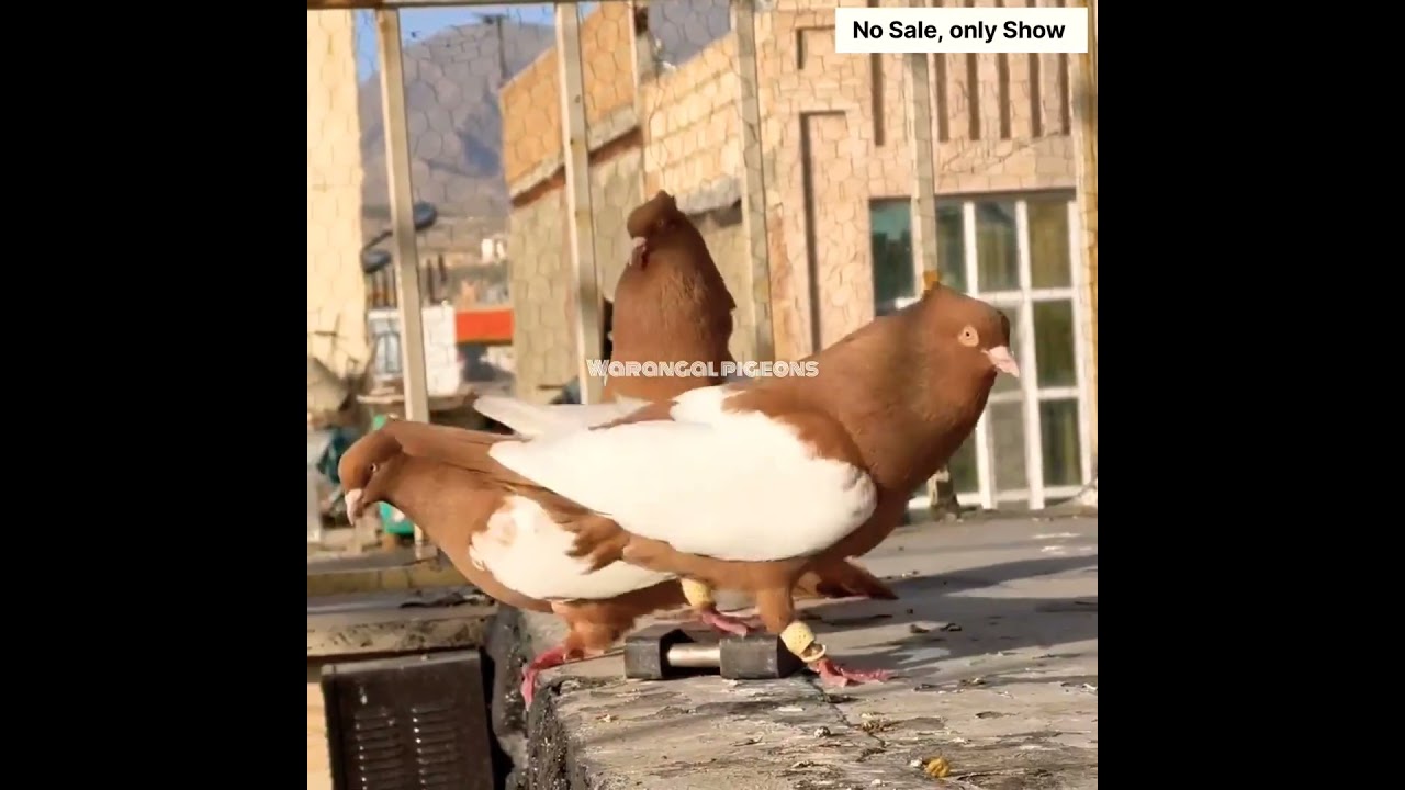 🔥🔥🔥Attitude status,Pigeon Attitude status, Not for sale,