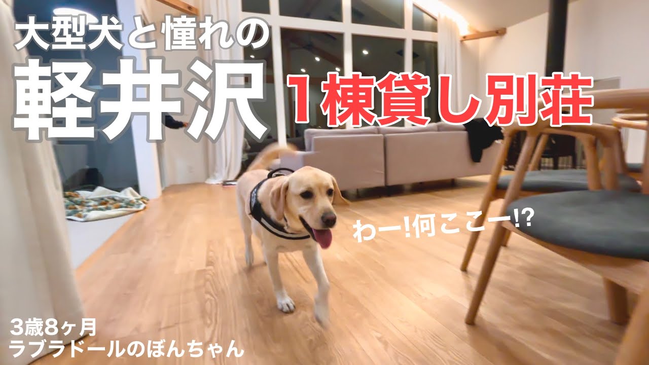 【ラブラドール#154】大型犬と憧れの軽井沢1棟貸し別荘★ラブラドールレトリバー　labrador retriever 大型犬　ぼんちゃん 黒ラブ