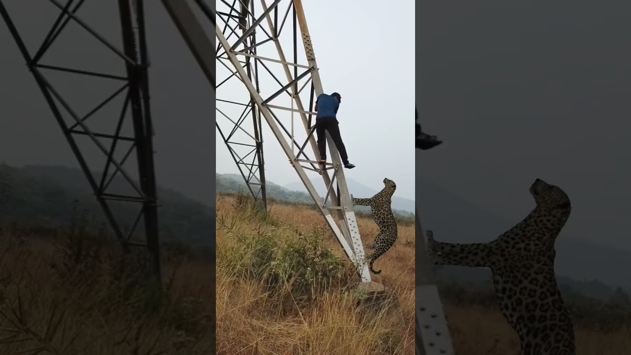 Tiger 🐅🐅 attack 