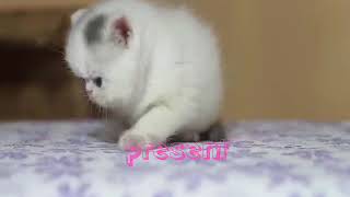Cute Kitten anak kucing lucu by Baroto petograph 10 views 6 years ago 57 seconds