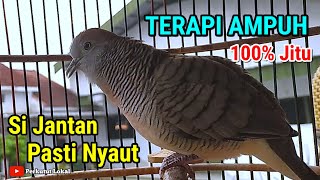 Suara Terapi Perkutut Lokal Gacor Suara Besar Paling Ampuh Untuk Pancingan Langsung Nyaut #perkutut