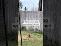 Red-taided hawk core #hawk #redtaided #animals #funnyanimal #funny