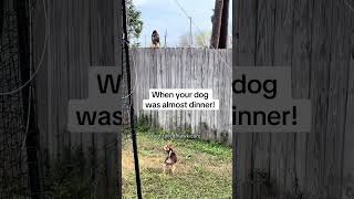 Red-Taided Hawk Core