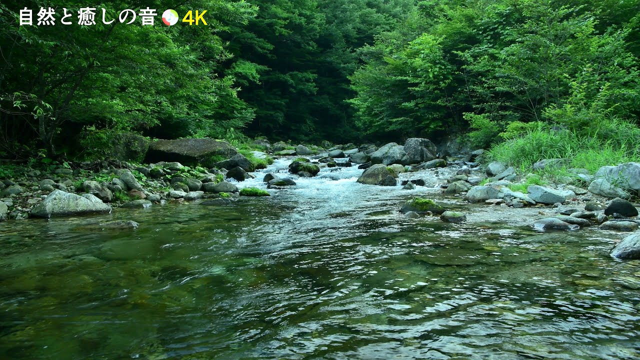 【自然の音】緑の森林と川のせせらぎ、癒し、睡眠、リラックス、作業用BGM/River Sound/Nature Sounds/ASMR【3時間 ...