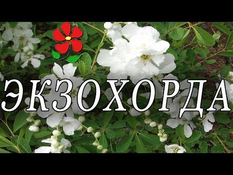 Видео: Екзохорд