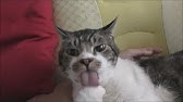 イカ耳でおててをナメナメする猫が可愛い 右手を必死にグルーミングするリキちゃん リキちゃんねる 猫動画 Cat Video キジトラ猫との暮らし Youtube