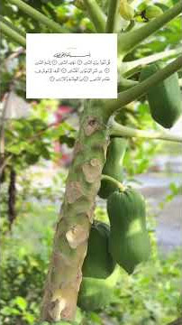 #surahannas #fypviralシ #masyaallahtabarakallah