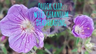 Quick Clip: How To Easily Deadhead Wild Geranium 🌸 Growing Home Gardening