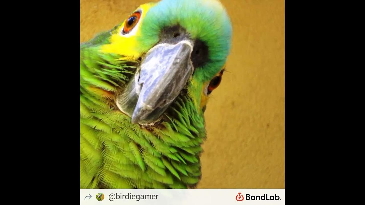 Ара, корелла,какаду и жако. Короткохвостый попугай. Попугай жако зеленый. На что похож попугай. Породы попугаев.