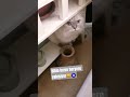 YENİ MEKAN😺 #music #turkishcat #keşfet #aboneolurmusun#keşfet #kitten #cute #oyun zamanı#sevimlidost
