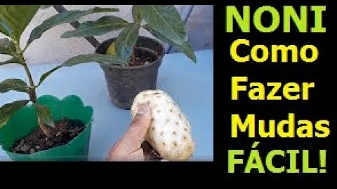 Como devo plantar a semente do noni?