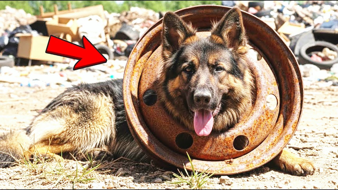 German Shepherd Cries In Pain — What Officers Found Trapped Around His Neck Left Them In Tears