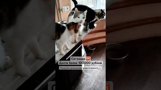 Более сотни животных- большая часть старички и инвалиды 🙏🏼 Нуждаемся в помощи 🙏🏼 +79278920802