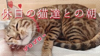 5匹のベンガル猫達との幸せな休日の朝