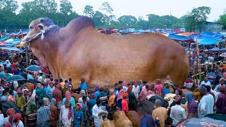 পাবনার বিখ্যাত বেড়া চতুর হাট কাঁপাচ্ছে বিশালদেহী ষাড় গরু গুলো। খামারীর নাম্বার সহ বিস্তারিত