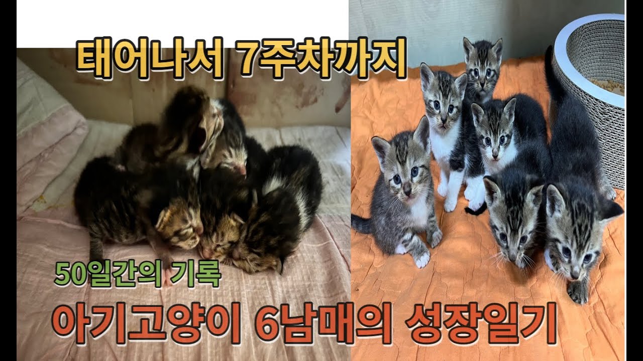 생후부터 50일까지 아기고양이의 성장과정!