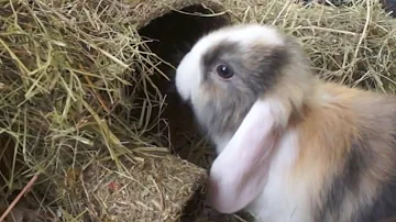 ¿A qué temperatura pueden permanecer los conejos en el exterior?