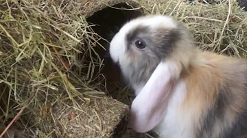 ¿Hace demasiado calor para los conejitos?