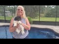Meet Beethoven male Mikipoo. Such a gorgeous boy! these are great emotional support dogs, too!