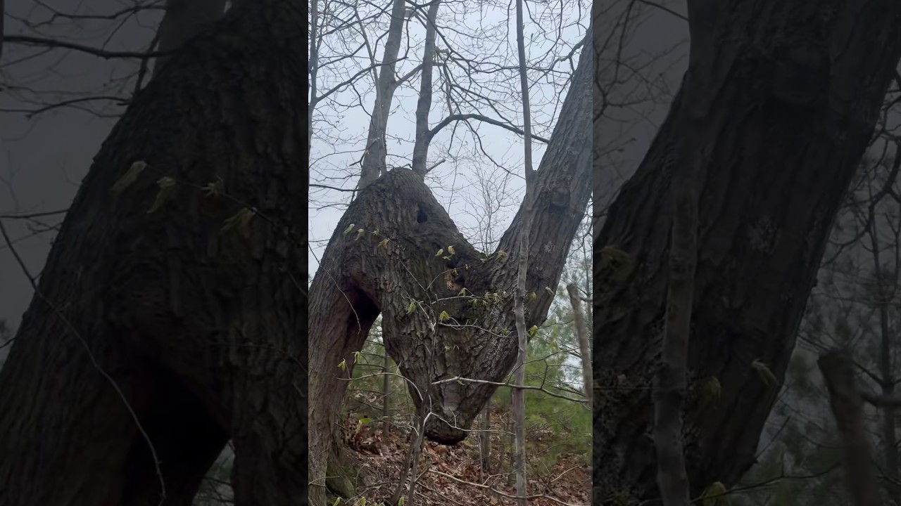 Rare Native American Tree Found