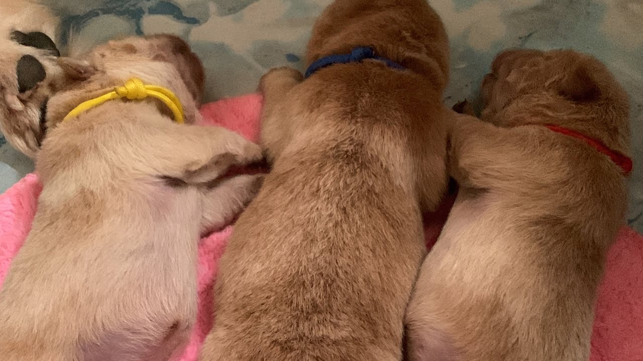 ChowChow Puppies 1 week Old Puppies YouTube