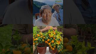 Dekorativ Mandarinni yeb boʻladimi ? #vesagro #mandarin #agribusiness #весагро #indoor #orange