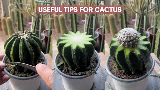 How to Care for Cactus Plants: A Beginner's Garden Guide!