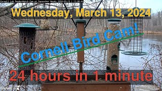 Bird Feeder Daily Timelapse [03-13-2024] Cornell Lab Cam #timelapse #birdcams #bird