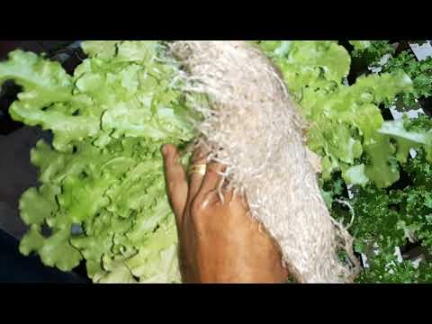 Vídeo: Com Cultivar Mimosa