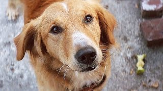 Dog Owners Live LONGER?