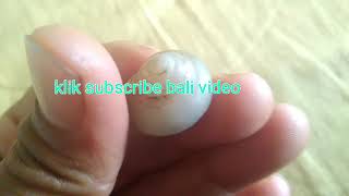 Kasiat gaib kakul empet-keong buntet