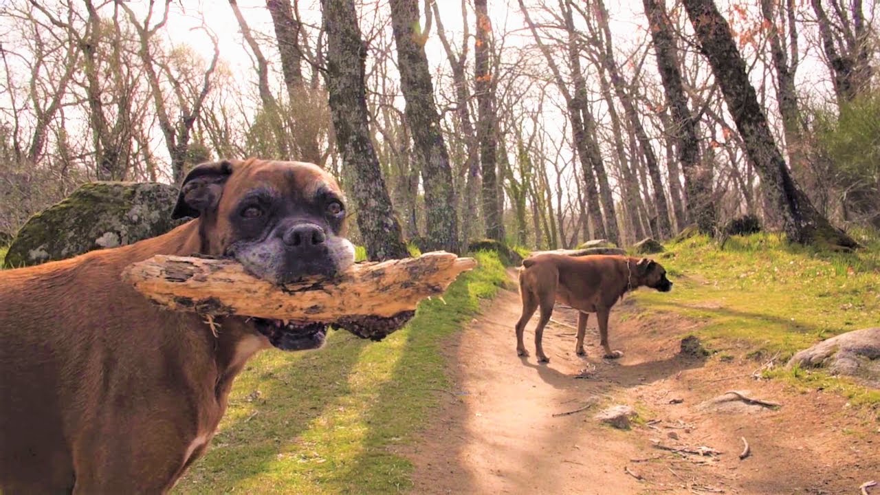 Top 10 Dogs Best Stock Footage – Royalty-Free, No Copyright Best Videos 