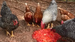 Saucy Chicken Update