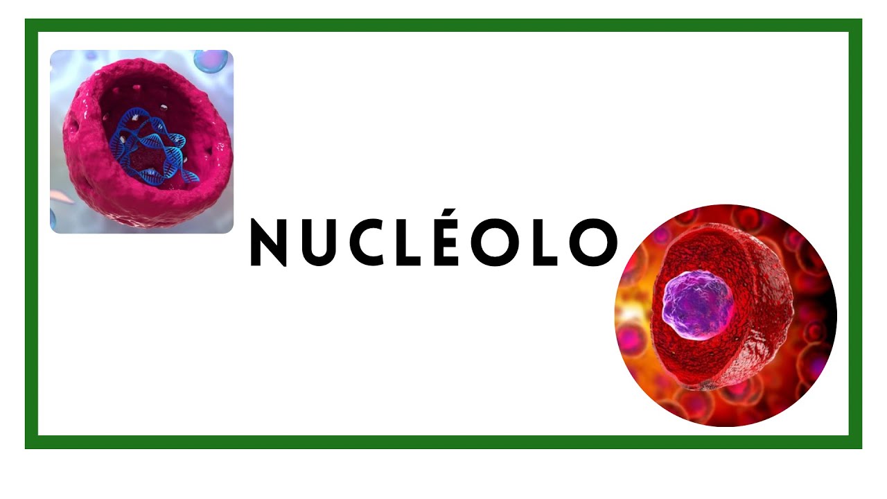 Nucléolo