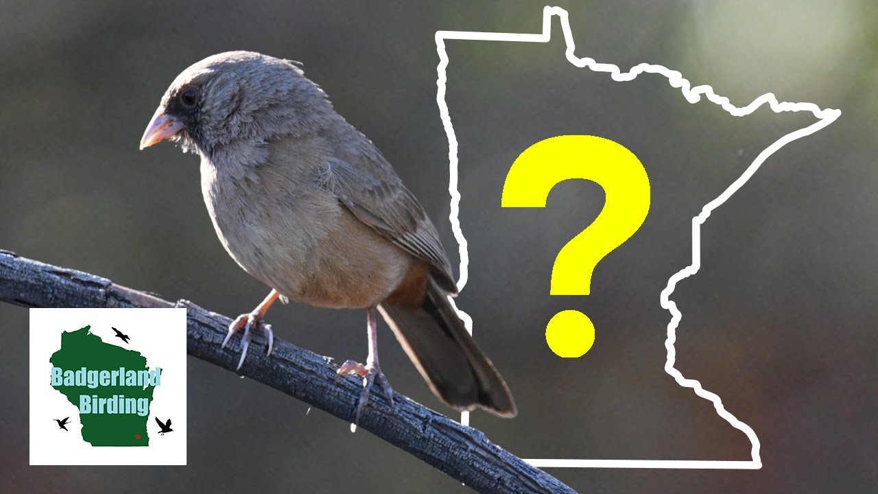 Why are these Arizona Birds Nesting in Minnesota? (Abert's Towhee