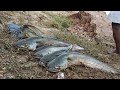 Amazing big patan fish unique fish trap//big patan fish 30kg//fishing Hyderabad