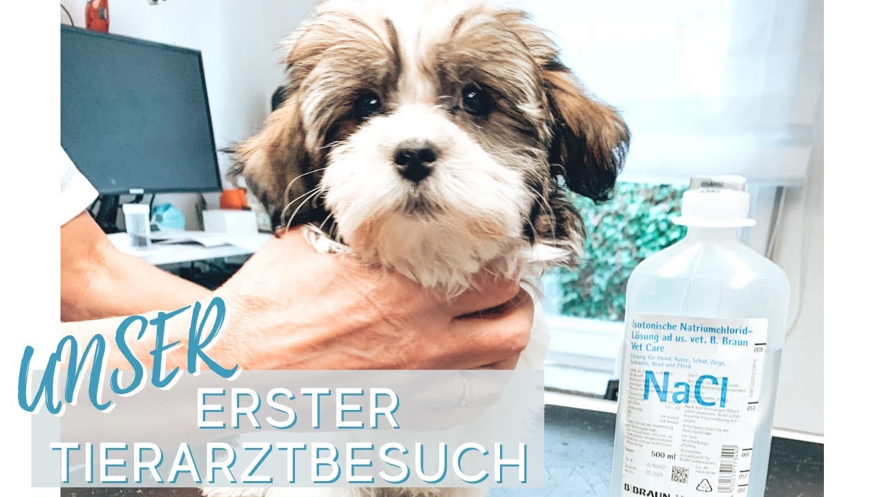 1. Besuch beim Tierarzt - Tipps und unsere Erfahrung