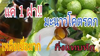 ปุ๋ยบำรุง