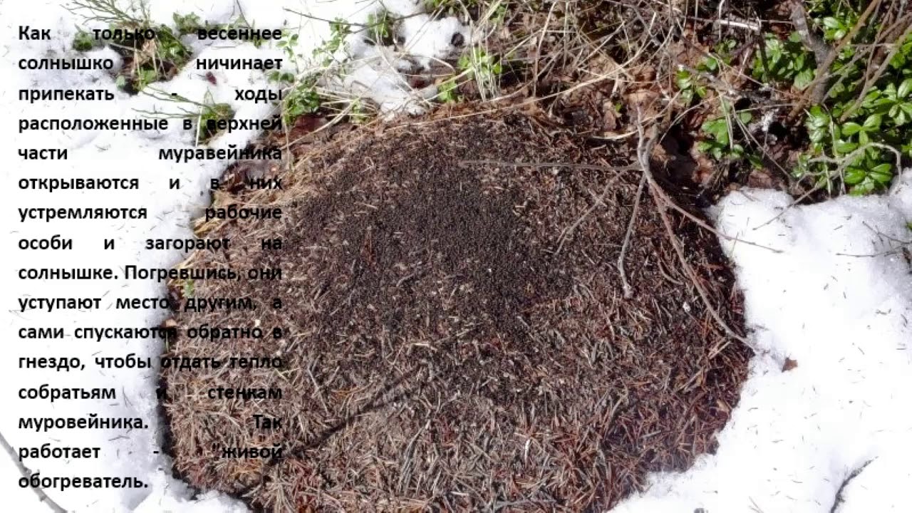 зимовка муравьев. муравейник. зимовка медведя. животные в спячке зимой для детей. улитка в спячке.