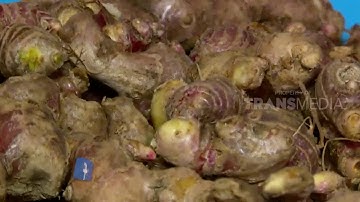 KOPI REMPAH KHAS TERNATE, HARGA LOKAL RASA EROPA