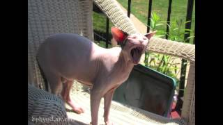 THE 'Open Mouth Theory' SPHYNX PROJECT. by Sphynx Lair 1,287 views 11 years ago 5 minutes, 4 seconds