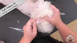 Ear Pluck Senior Bichon by Cassie Putz 4,330 views 2 years ago 4 minutes, 2 seconds