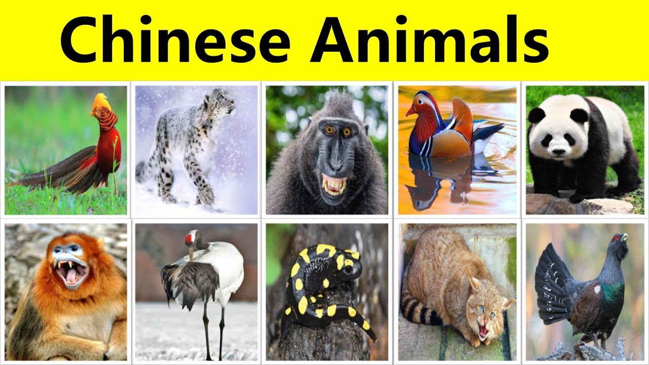 50 Wild Animals in China | Learn English with Chinese Wildlife