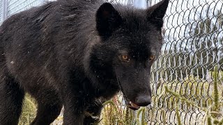 Is Your Fence Tall Enough For A Wolf Or Wolfdog? Watch One Jump!