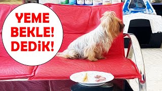 MARSHMALLOW TESTED DOG! Yorkie Tries to Hold Herself Against Dog Food! #inanoğlu #marshmallowtest