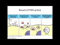 Immunology Fall 2021: Lecture 5 Cellular Innate Immunity Part 2