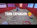 Adding Numbers to our FUTURE Ready to Lay Hens | Road to 5000 Heads 🥰