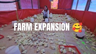 Adding Numbers to our FUTURE Ready to Lay Hens | Road to 5000 Heads 🥰