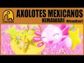 Axolotes mexicanos  himawari visualizer